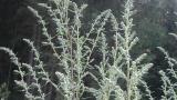 Artemisa,, Dicotiledóneas perennes