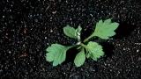 Artemisa,, Dicotiledóneas perennes