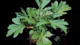 Artemisa,, Dicotiledóneas perennes