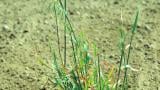 Avena loca, Gramíneas anuales y perennes