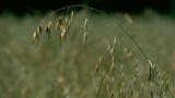 Avena loca, Gramíneas anuales y perennes