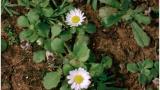 Flor de Alejandría, Dicotiledóneas perennes