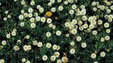 Flor de Alejandría, Dicotiledóneas perennes