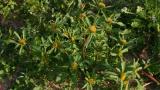 Bidens, Dicotiledóneas anuales