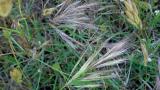 Bromo, Gramíneas anuales y perennes