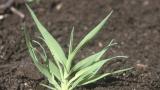 Caracolillos, Gramíneas anuales y perennes
