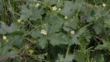 Brionia, Dicotiledóneas perennes