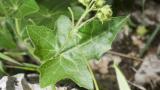 Brionia, Dicotiledóneas perennes