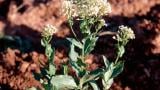 Draba, Dicotiledóneas perennes
