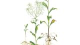 Draba, Dicotiledóneas perennes