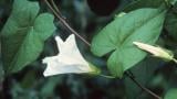 Correhuela mayor, Dicotiledóneas perennes