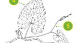 Correhuela mayor, Dicotiledóneas perennes