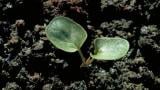 Correhuela mayor, Dicotiledóneas perennes