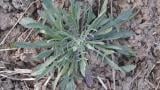Centaurea, Dicotiledóneas anuales