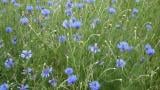 Centaurea, Dicotiledóneas anuales