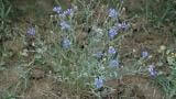 Centaurea, Dicotiledóneas anuales