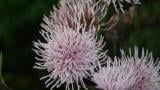 Cardo cundidor, Dicotiledóneas perennes