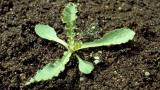Cardo cundidor, Dicotiledóneas perennes