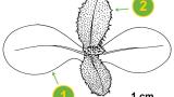 Cardo cundidor, Dicotiledóneas perennes