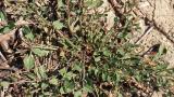 Correhuela menor, Dicotiledóneas perennes