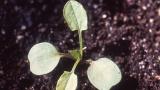 Correhuela menor, Dicotiledóneas perennes