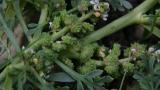 Draba, Dicotiledóneas anuales
