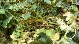 Cuscuta, Dicotiledóneas anuales
