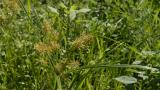 Juncia, Gramíneas anuales y perennes