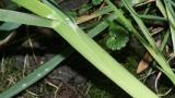 Dactilo, Gramíneas anuales y perennes
