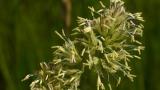 Dactilo, Gramíneas anuales y perennes