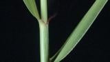 Digitaria, Gramíneas anuales y perennes