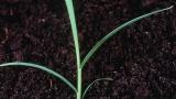 Digitaria, Gramíneas anuales y perennes