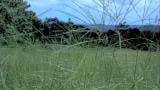 Digitaria, Gramíneas anuales y perennes