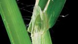 Digitaria, Gramíneas anuales y perennes
