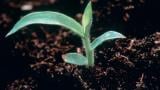 Digitaria, Gramíneas anuales y perennes