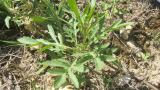 Rucula, Dicotiledóneas perennes