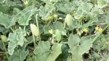 Pepinillo del diablo., Dicotiledóneas perennes