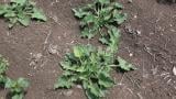 Pepinillo del diablo., Dicotiledóneas perennes