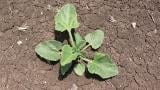 Pepinillo del diablo., Dicotiledóneas perennes