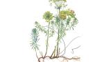 Lechetrezna, Dicotiledóneas perennes