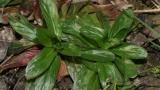 Adelfilla de tallos cuadrados, Dicotiledóneas perennes