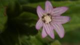 Adelfilla de tallos cuadrados, Dicotiledóneas perennes