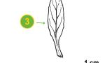 Adelfilla de tallos cuadrados, Dicotiledóneas perennes