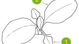 Adelfilla de tallos cuadrados, Dicotiledóneas perennes