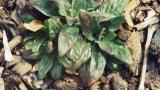 Hierba de San Antonio, Dicotiledóneas perennes