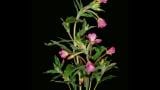Hierba de San Antonio, Dicotiledóneas perennes