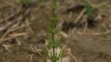 Cola de caballo, Dicotiledóneas perennes