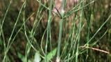 Cola de caballo, Dicotiledóneas perennes