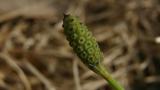 Cola de caballo, Dicotiledóneas perennes
