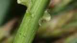 Festuca, Gramíneas anuales y perennes